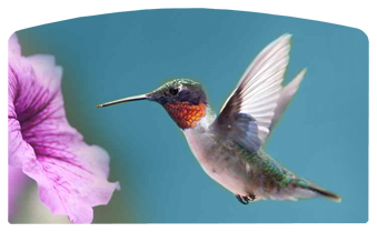 DACRO-028 Humming Bird 2